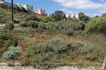 Abandono del Parque de las Mil Palmeras del Valle de Jinámar/TA.